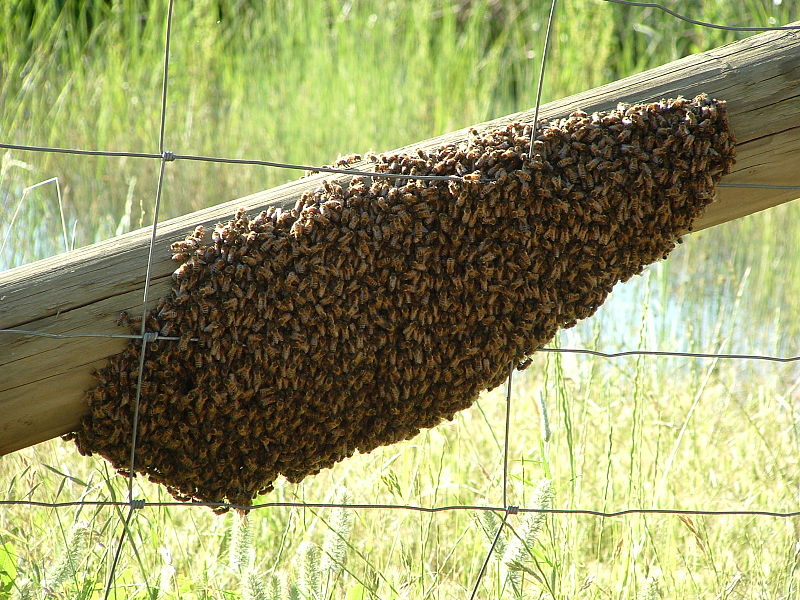 A swarm of Apis mellifera